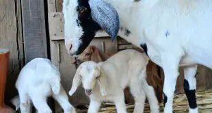 A Cabra com Seus Filhotes