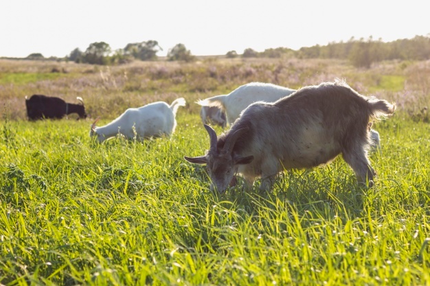 As Cabras Adoram Grama 