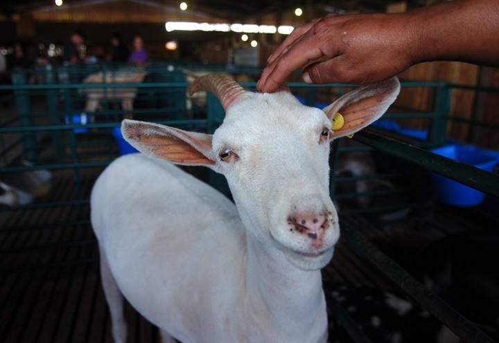 As Cabras no Brasil