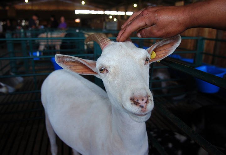 As Cabras no Brasil 