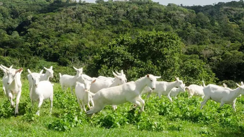 Cabras no Pasto 