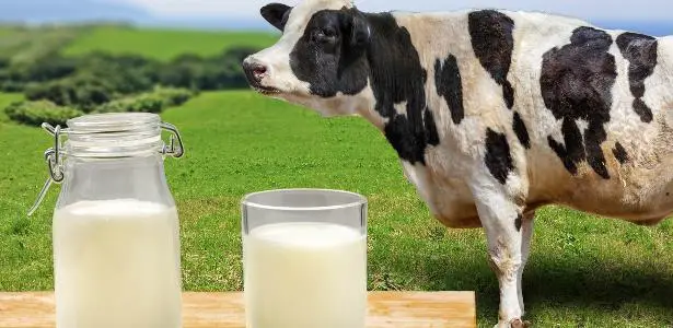 Composição Nutricional do Leite de Vaca 