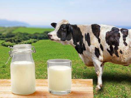 O Leite de Vaca Possui Caseína