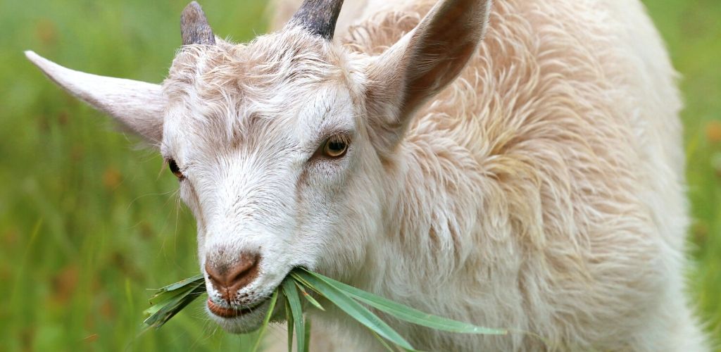 Saiba Mais Sobre a Criação de Cabras