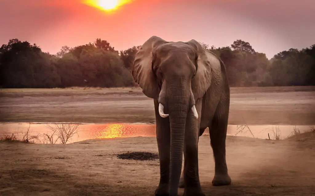 O Que Significa Sonhar com Elefante 