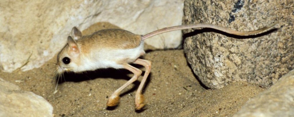 Características do Jerboa 