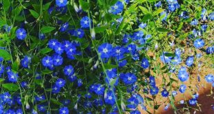 Historia da Flor Azulzinha, Origem da Planta e Significado