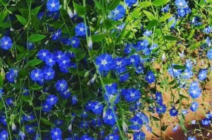 A Flor Azulzinha é Uma Linda Flor