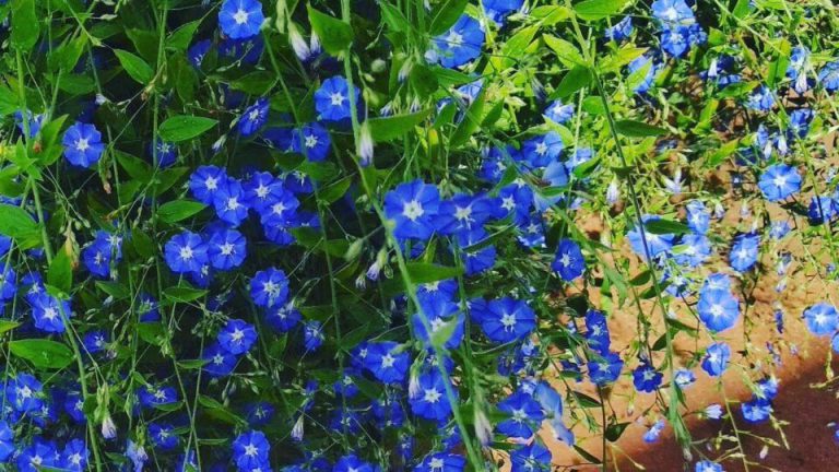 A Flor Azulzinha é Uma Linda Flor
