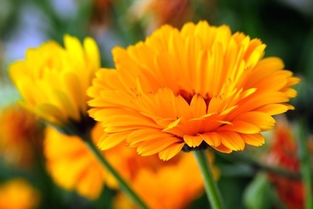 A Flor Calêndula