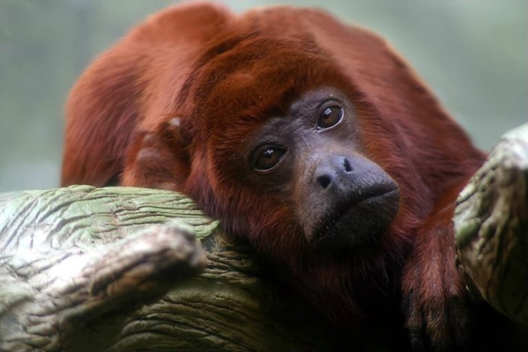 Bugio Vermelho do Rio Jurua na Natureza
