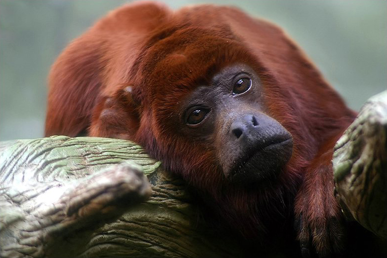 Bugio Vermelho do Rio Jurua na Natureza 