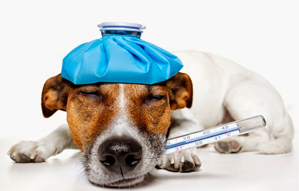 Cachorro Com Termômetro na Boca e Bolsa na Cabeça