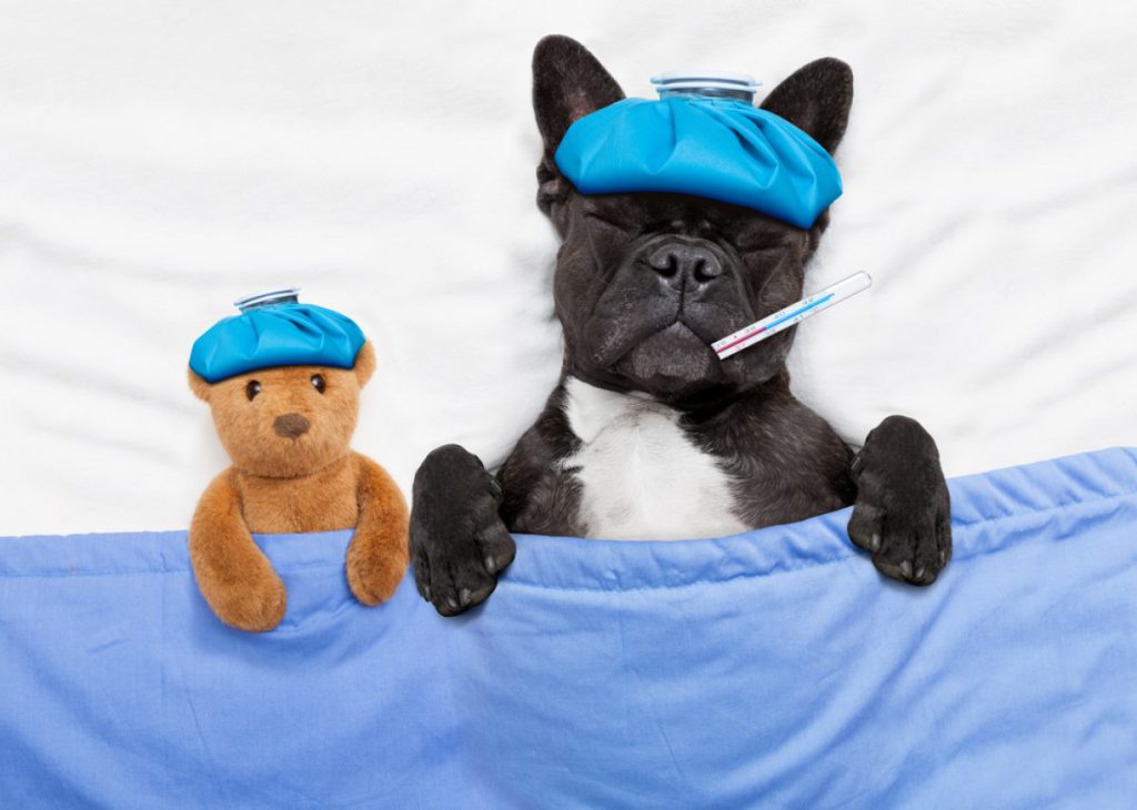 Cachorro Deitado na Cama Com Termômetro na Boca e Bolsa na Cabeça