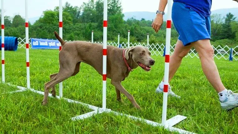 Cachorro Desviando de Obstáculos 