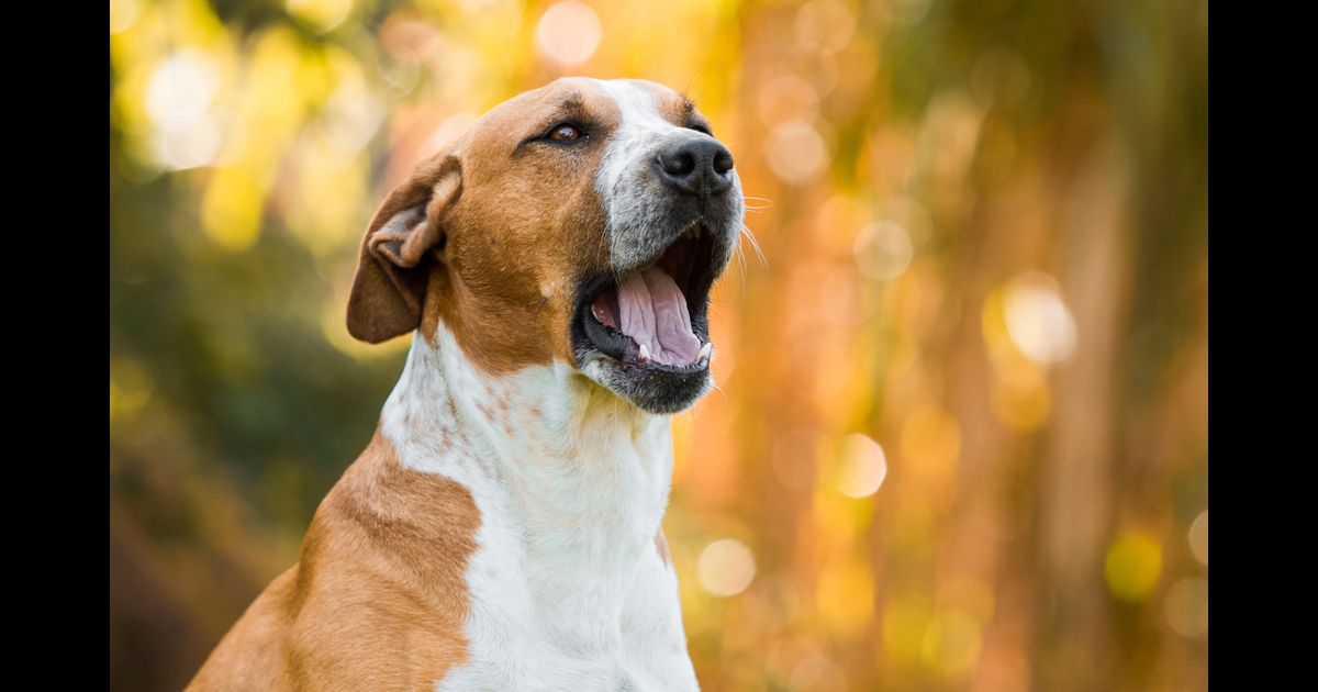 Por que Os Cachorros Latem para as Pessoas? O que Significa?