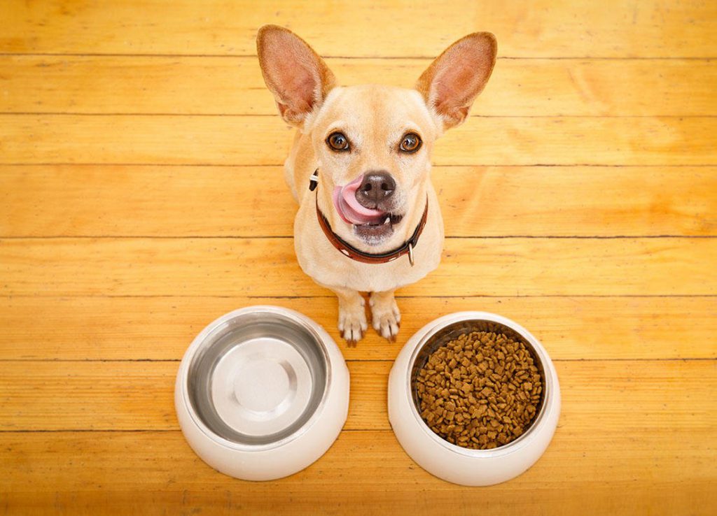 Cachorro Sorrindo Para Pote de Ração 