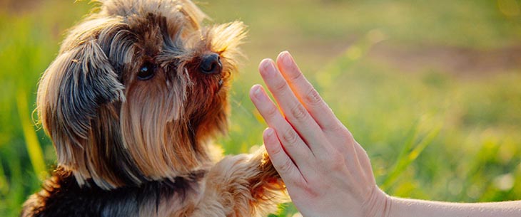 Cachorro Tocando a Mão do Adestrador 