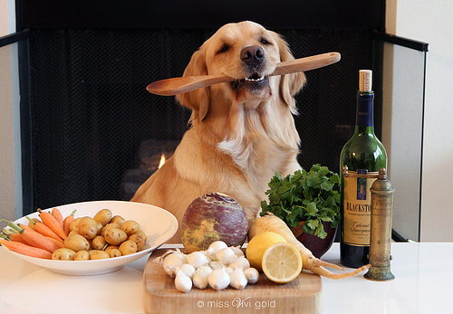 Cachorro na Frente de Vários Alimentos 