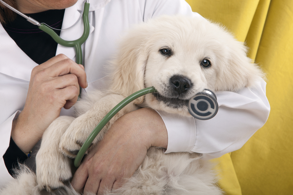 Cachorro no Colo do Veterinário