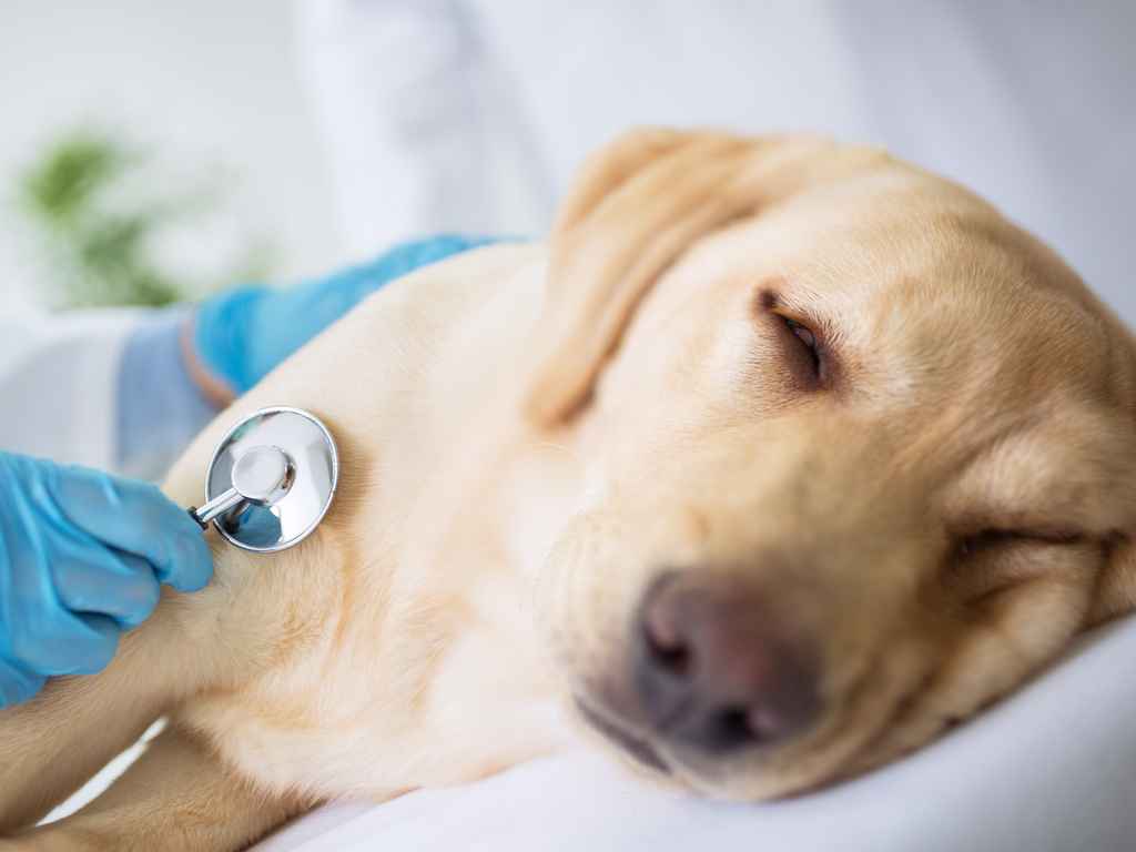 Cachorro no Veterinário