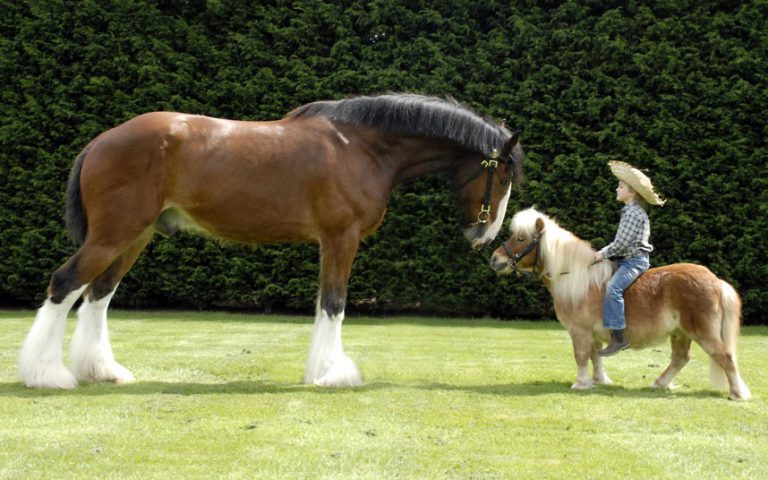 Cavalo e Pônei Montado por Criança