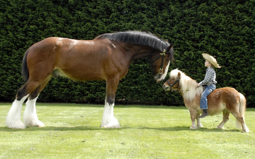 Qual a Diferença de um Cavalo e um Pônei?