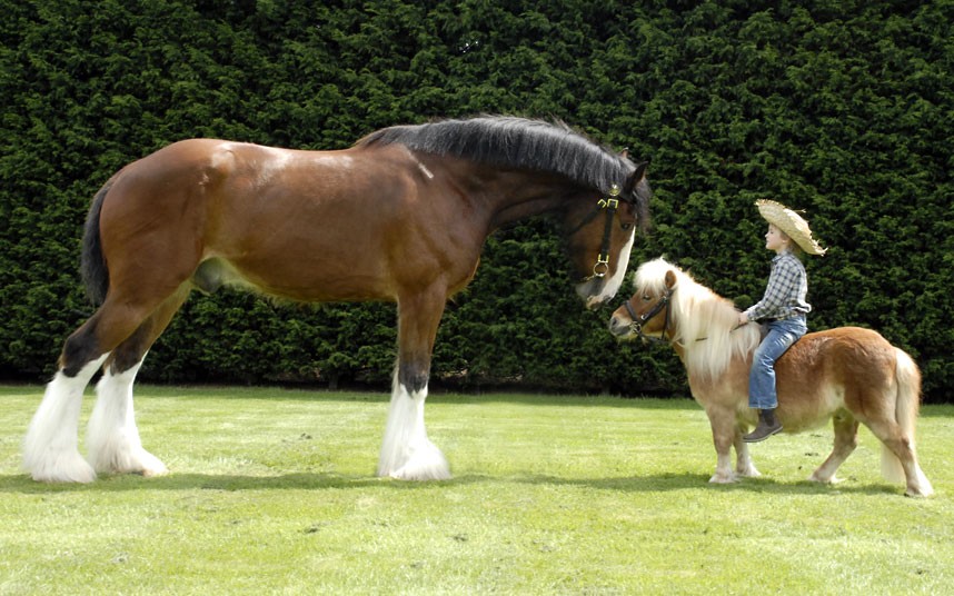 Cavalo e Pônei Montado por Criança 