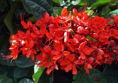 Clerodendro Vermelho na Natureza 