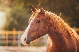 Face do Cavalo