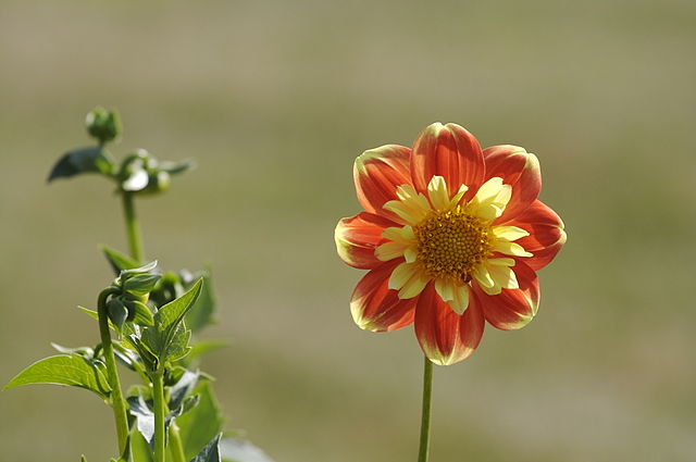 Flor de Dália 