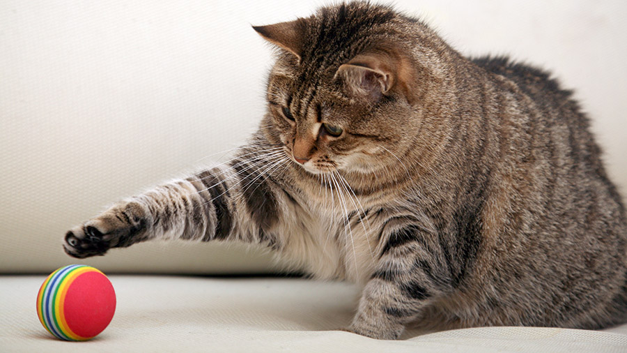 Gato Brincando com Bola 