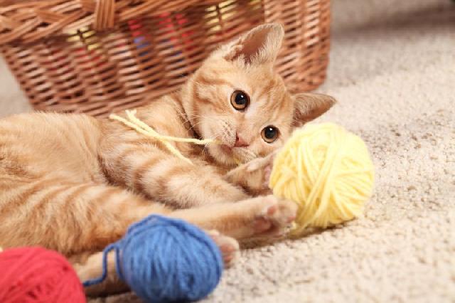 Gato Brincando com Novelo 