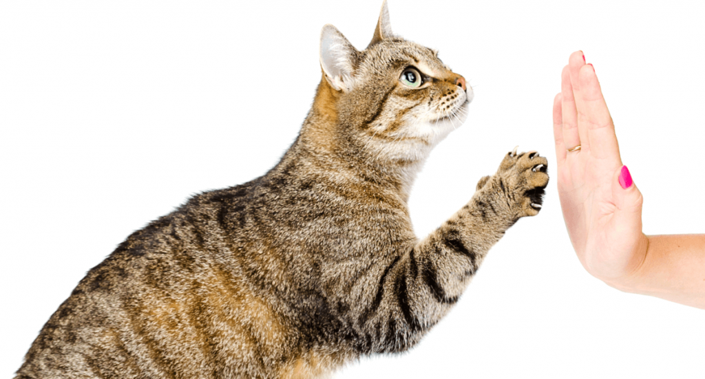 Gato Tocando a Mão do Dono