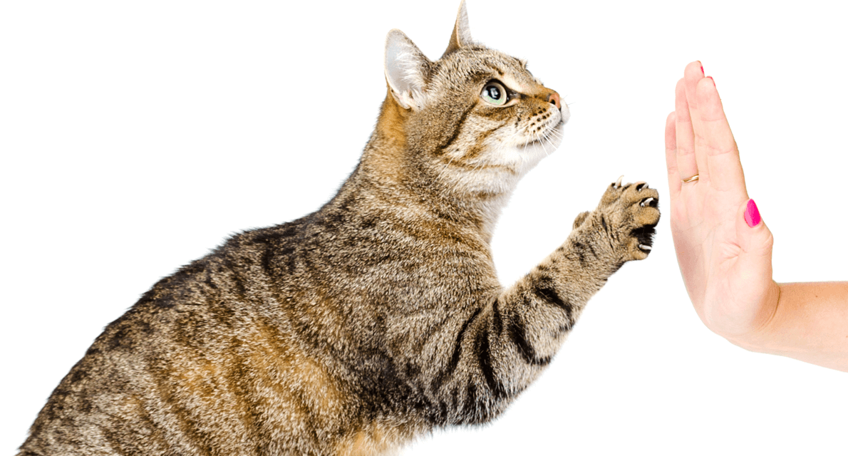 Quanto Custa para Adestrar um Gato?