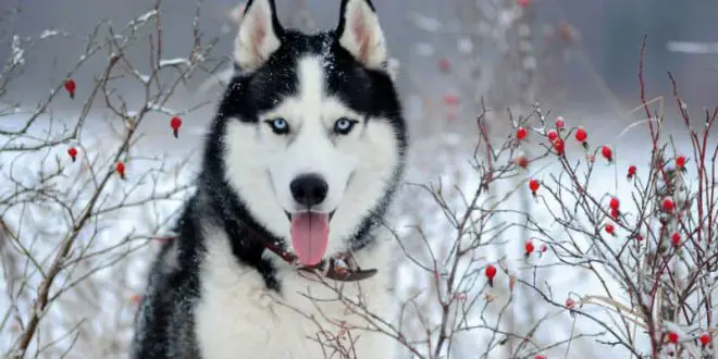 Tudo Sobre o Husky Siberiano: Características e Fotos