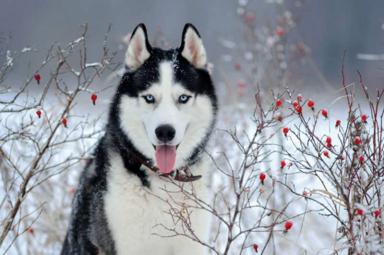Husky Siberiano na Neve