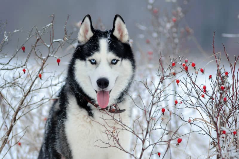 Husky Siberiano na Neve 