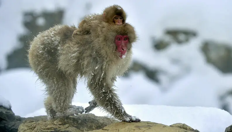 Macaco Japonês na Neve 