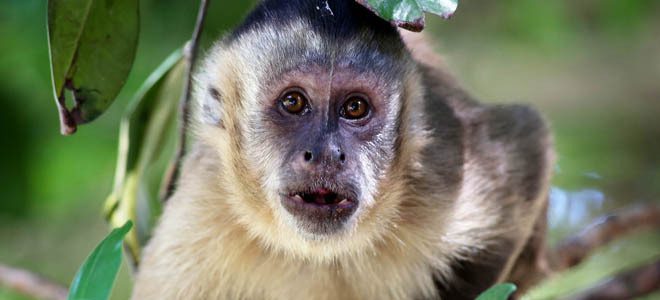 Ciclo de Vida do Macaco: Quantos Anos Elas Vivem?