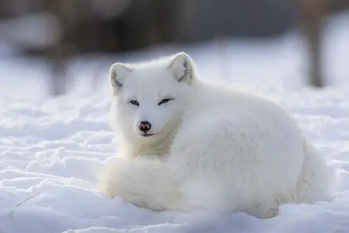 Raposa do Ártico na Neve 