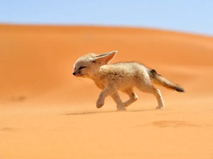 Raposa do Deserto no Deserto 