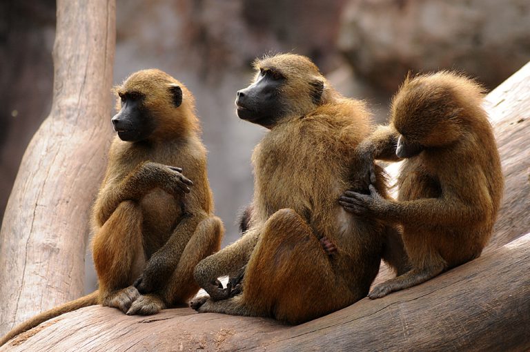 Ciclo de Vida do Macaco: Quantos Anos Eles Vivem? | Mundo Ecologia