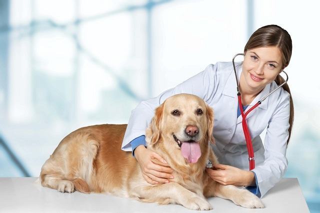 Veterinária Abraçado ao Cachorro