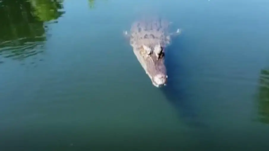 Crocodilo no Lago 