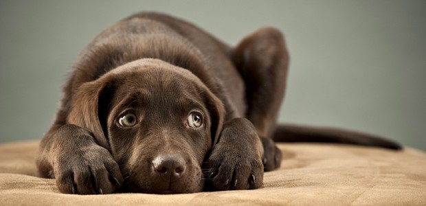 Expressão do Cachorro