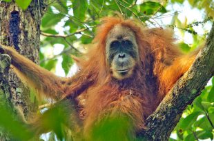 Orangotango-de-Tapanuli na Árvore