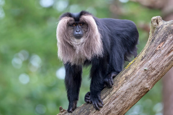 Macaco Cauda de Leão Preto Na Natureza 