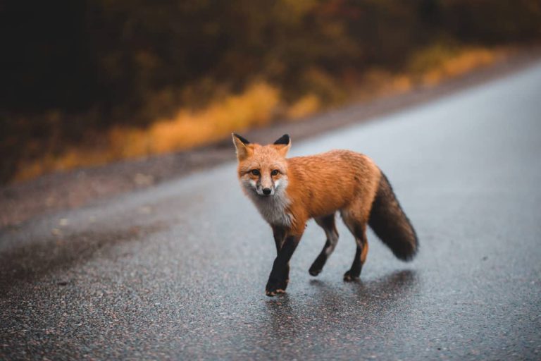 Raposa no Asfalto