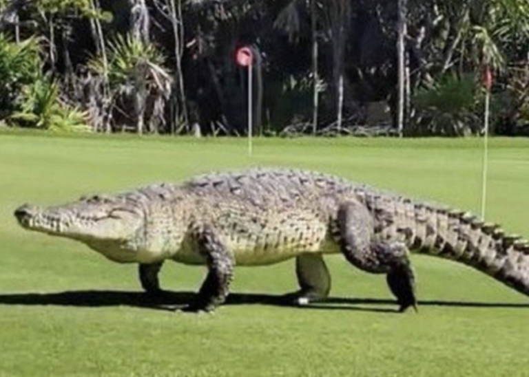 Crocodilo Curiosidades e Fatos Interessantes Sobre o Animal | Mundo ...